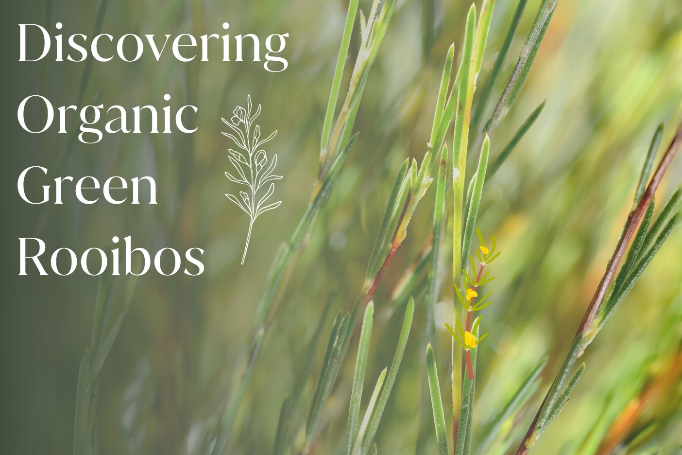 Discovering Green Rooibos 💚 Full Leaf Tea Company