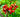 Why Everyone is Talking About Guarana - Full Leaf Tea Company