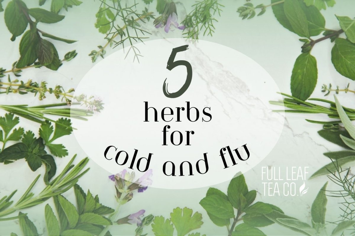 5 Herbs for Cold and Flu - Full Leaf Tea Company