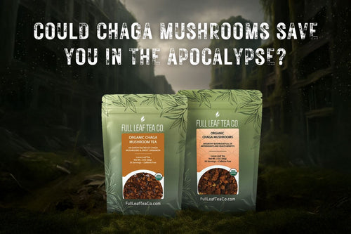Could Chaga Mushrooms Save You in the Apocalypse? - Full Leaf Tea Company