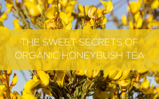The Sweet Secrets of Organic Honeybush Tea 🍯 - Full Leaf Tea Company