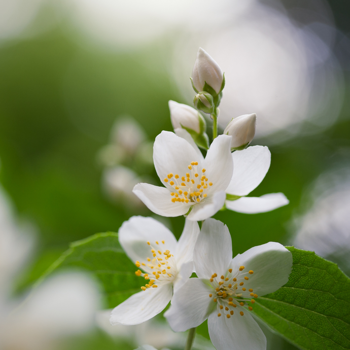 Close-up of delicate white jasmine flowers in bloom with soft green leaves and a blurred natural background.
