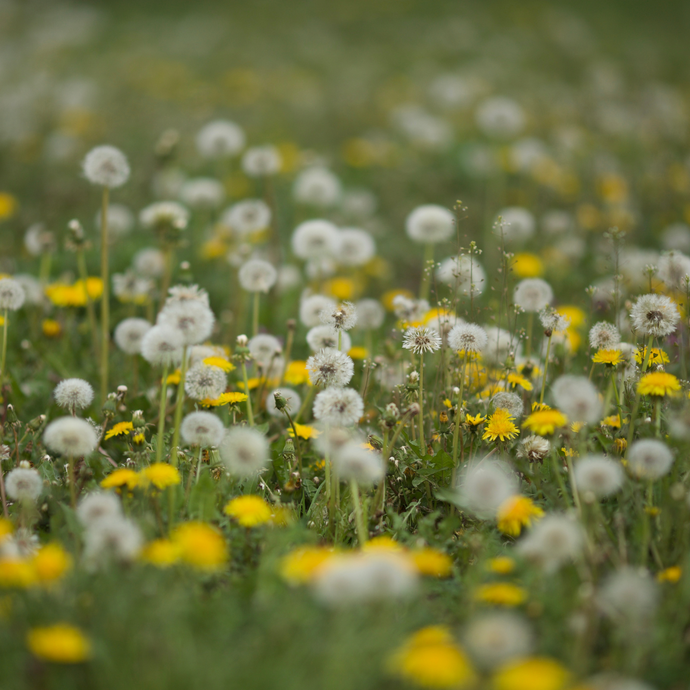 Close-up of a meadow filled with dandelions at various stages of bloom, including bright yellow flowers and white seed heads, set against a soft green background.