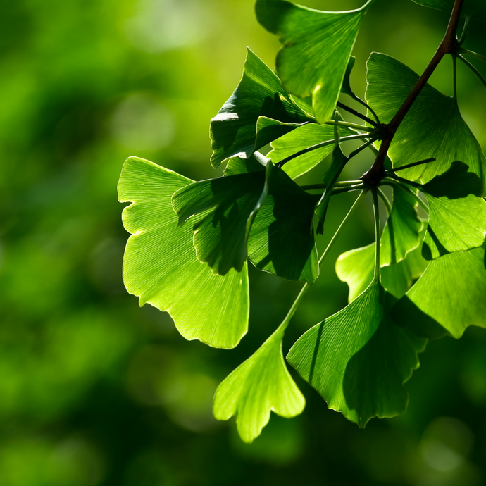 Close-up of bright green ginkgo biloba leaves illuminated by sunlight, with a soft blurred background of lush greenery.