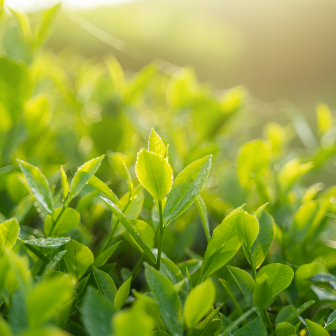 Close-up of fresh green tea leaves glistening in sunlight on a tea plantation, highlighting the vibrant color and natural growth of young tea plants.