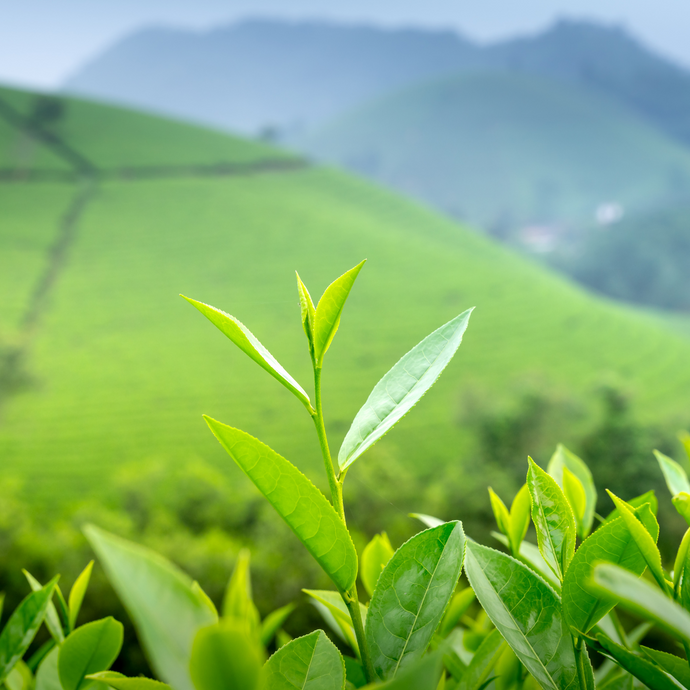 Close-up of vibrant green tea leaves growing on a lush hillside plantation with misty mountains in the background.