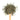 Wooden spoon of Organic China Green on a white background.