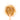 Wooden spoon of Organic Fenugreek on a white background.