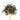 Wooden spoon of Organic Green Oolong on a white background.