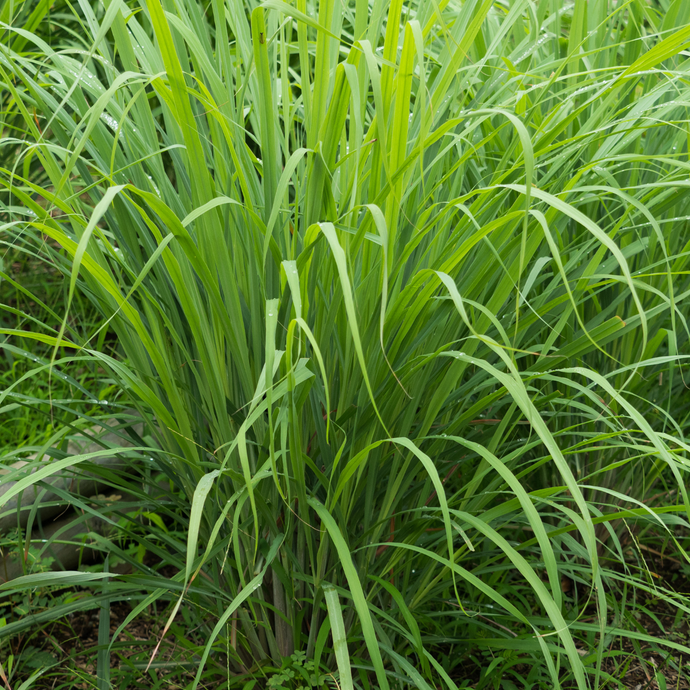 Close-up of green grass with a focus on texture and color