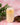 Glass of creamy beverage with a straw on a pink marble surface with green leaves and a small bowl.