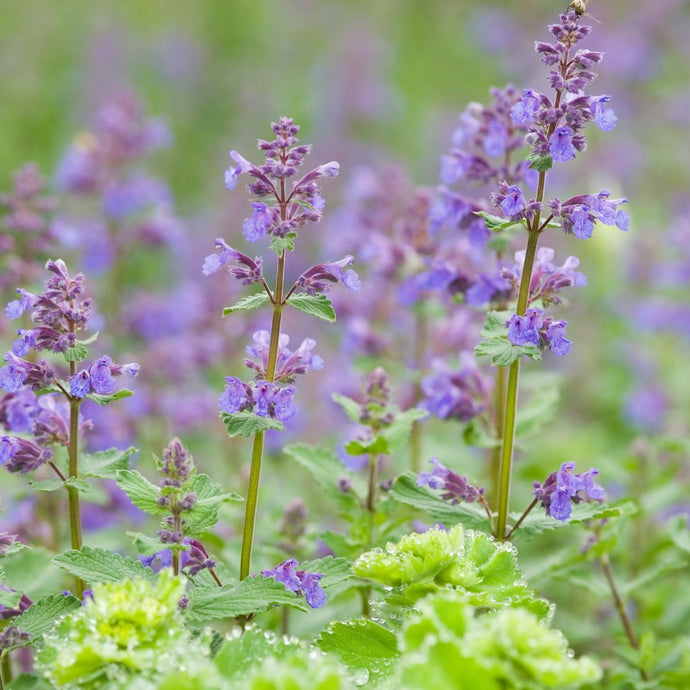 Close-up of catnip flowers with green leaves in a field