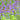 Close-up of catnip flowers with green leaves in a field