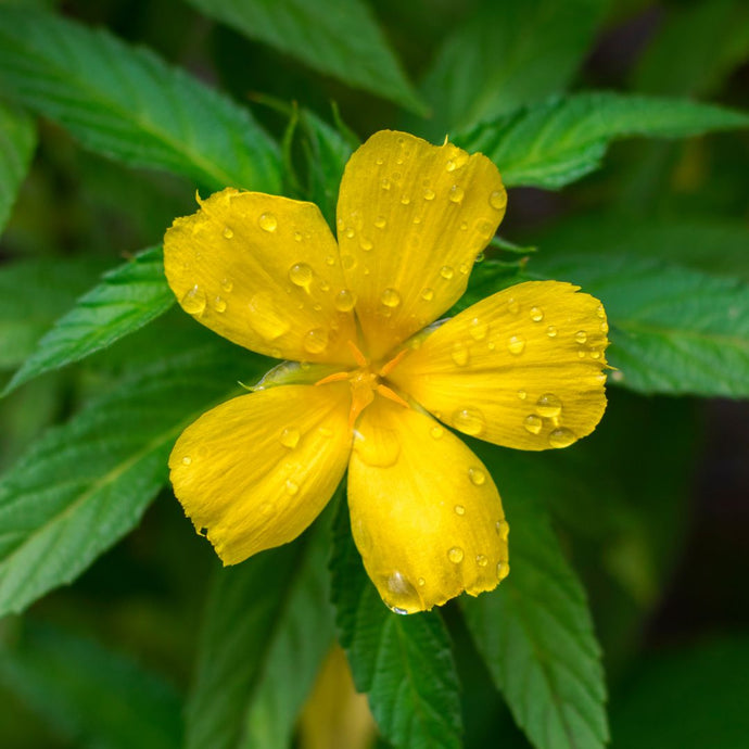 Damiana flower with water droplets on green leaves