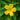 Damiana flower with water droplets on green leaves