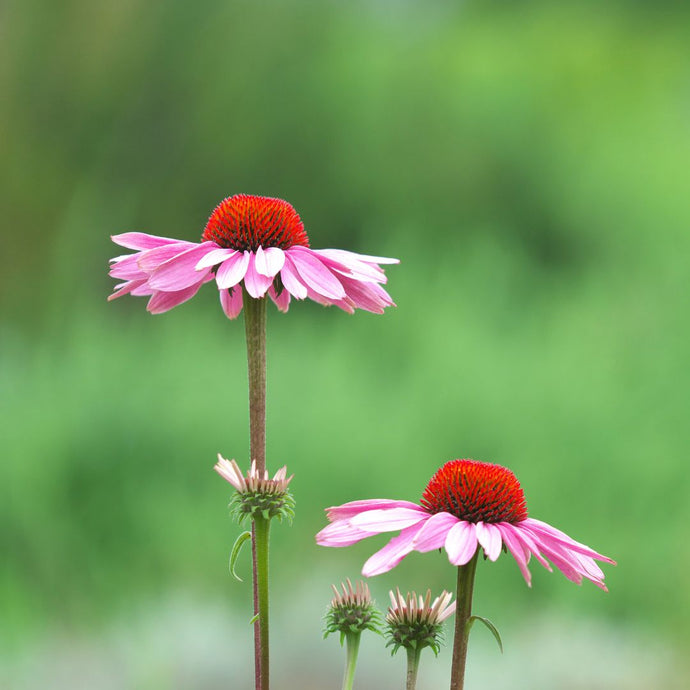 Two echinacea flowers with red centers on a blurred green background