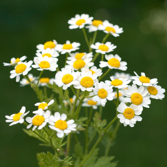 Close-up of white flowers with yellow centers on a dark green background