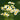 Close-up of white flowers with yellow centers on a dark green background