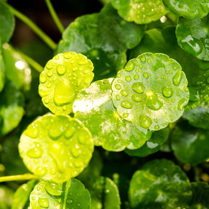 Close-up of green gotu kola leaves with water droplets on a blurred green background