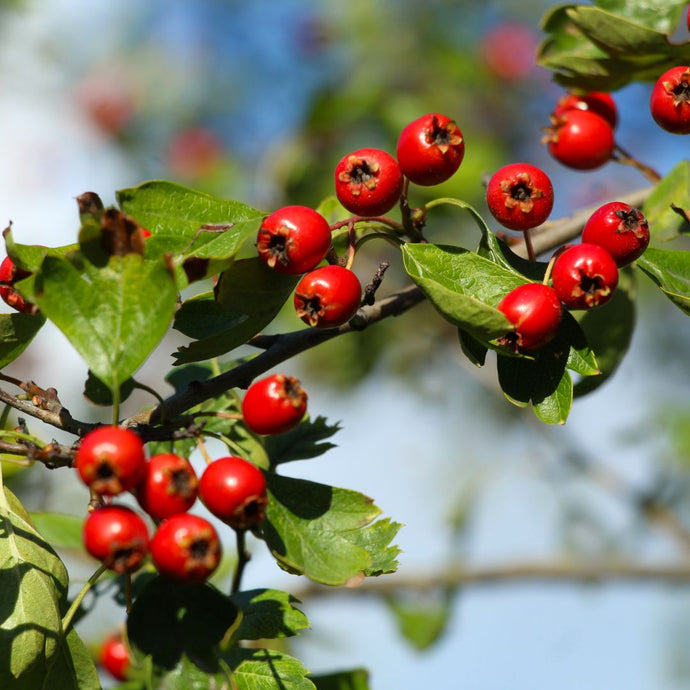 Hawthorn berries on a branch with green leaves against a blurred natural background