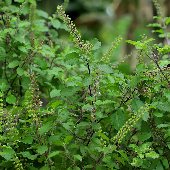 Close-up of a holy basil plant with a blurred natural background