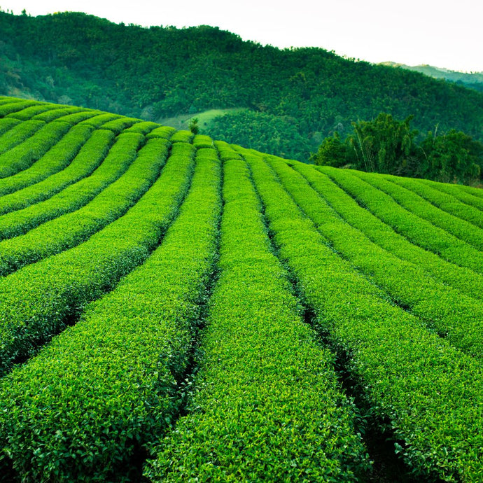 Oolong tea plantation with rolling hills in the background