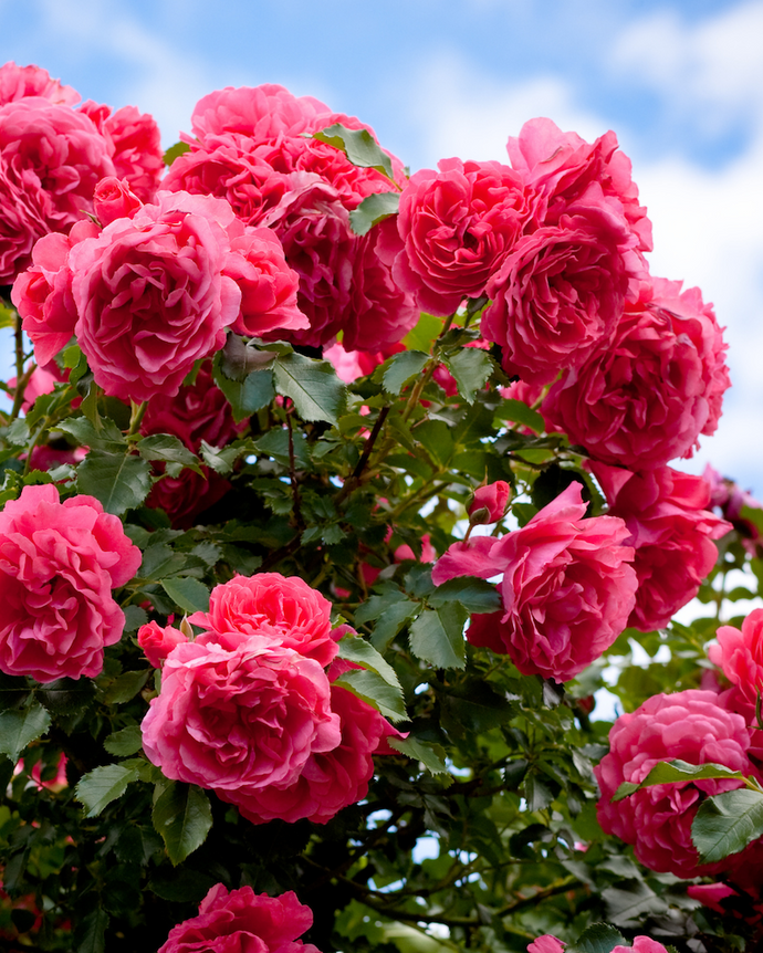 Vibrant pink roses in full bloom against a blue sky and green foliage.