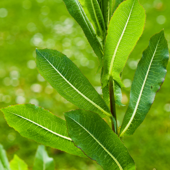 Close-up of fresh green wild lettuce leaves growing outdoors, showing their serrated edges and central vein against a soft green background.