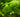 6 Health Benefits of Ginkgo Biloba - Full Leaf Tea Company