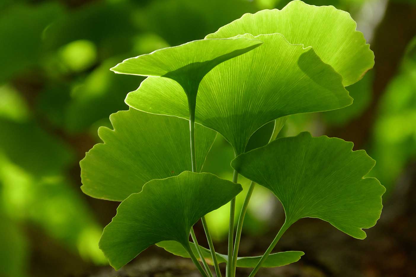 6 Health Benefits of Ginkgo Biloba - Full Leaf Tea Company