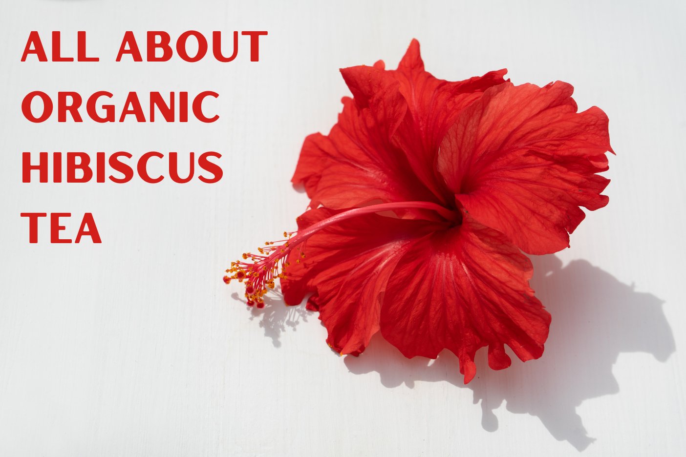 Organic Hibiscus Tea: A Sip of Paradise 🌺 - Full Leaf Tea Company