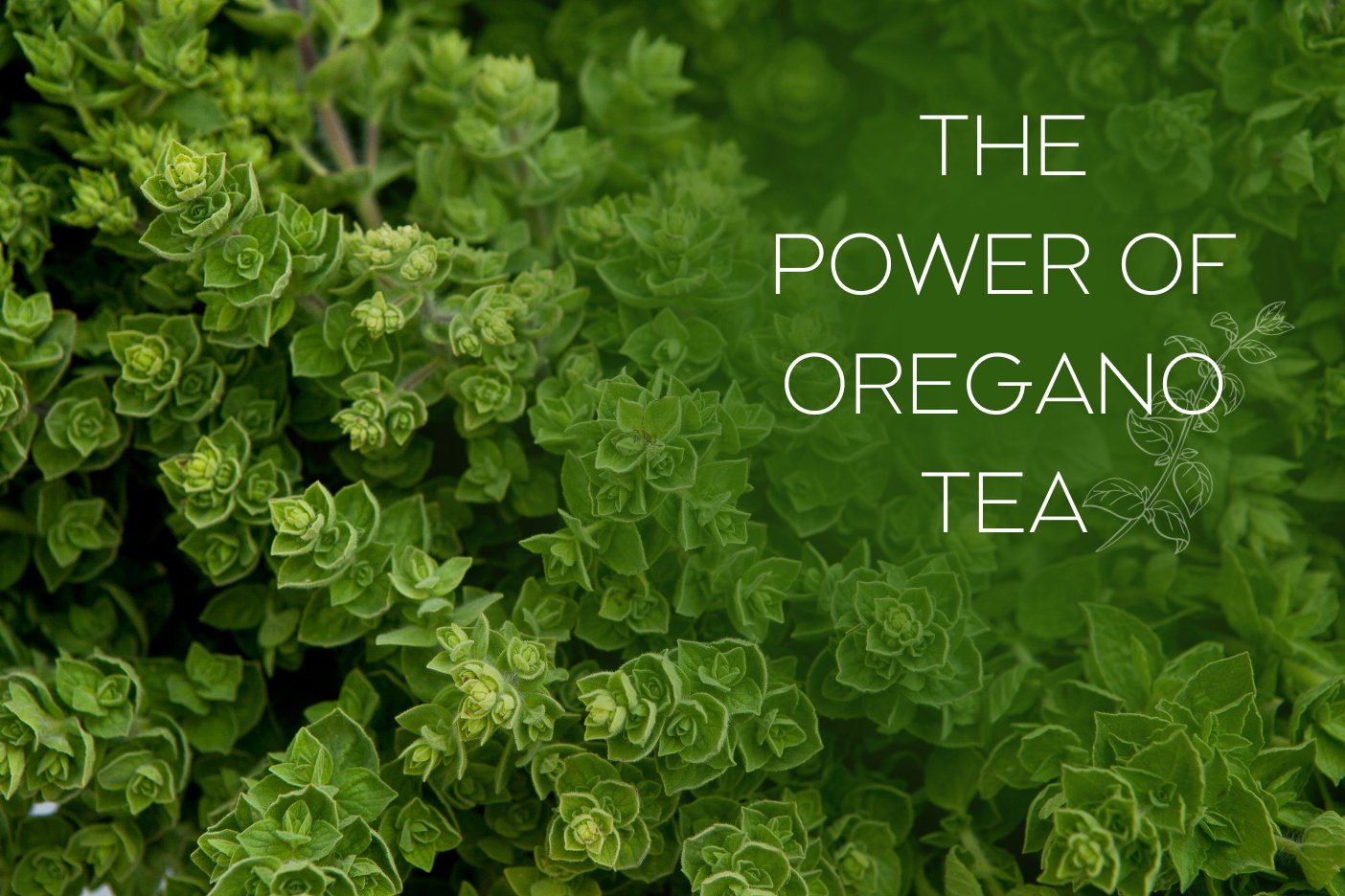 The Power of Oregano Tea 🌿 - Full Leaf Tea Company
