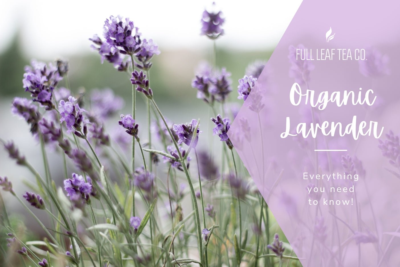 Organic Lavender - Everything You Need To Know! - Full Leaf Tea Company