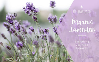 Organic Lavender - Everything You Need To Know! - Full Leaf Tea Company