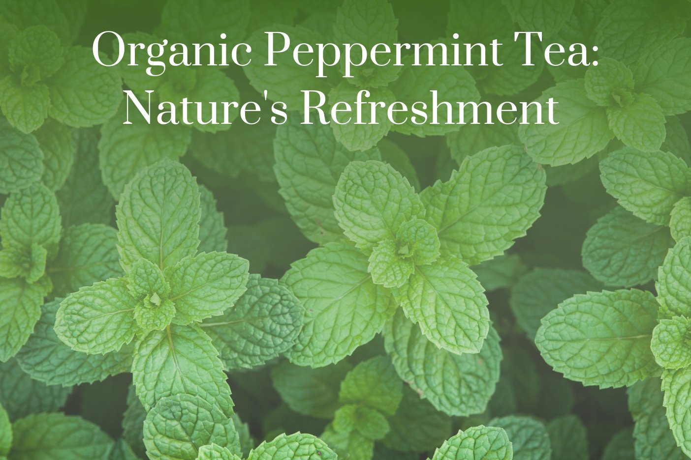 Organic Peppermint Tea: Nature's Refreshment 🍃 - Full Leaf Tea Company