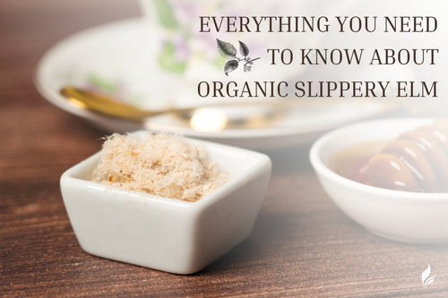 Everything You Need to Know About Organic Slippery Elm - Full Leaf Tea Company