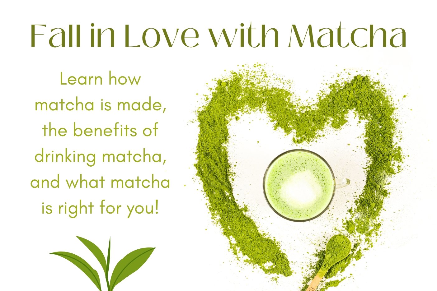 Fall in Love with Matcha 💚 - Full Leaf Tea Company