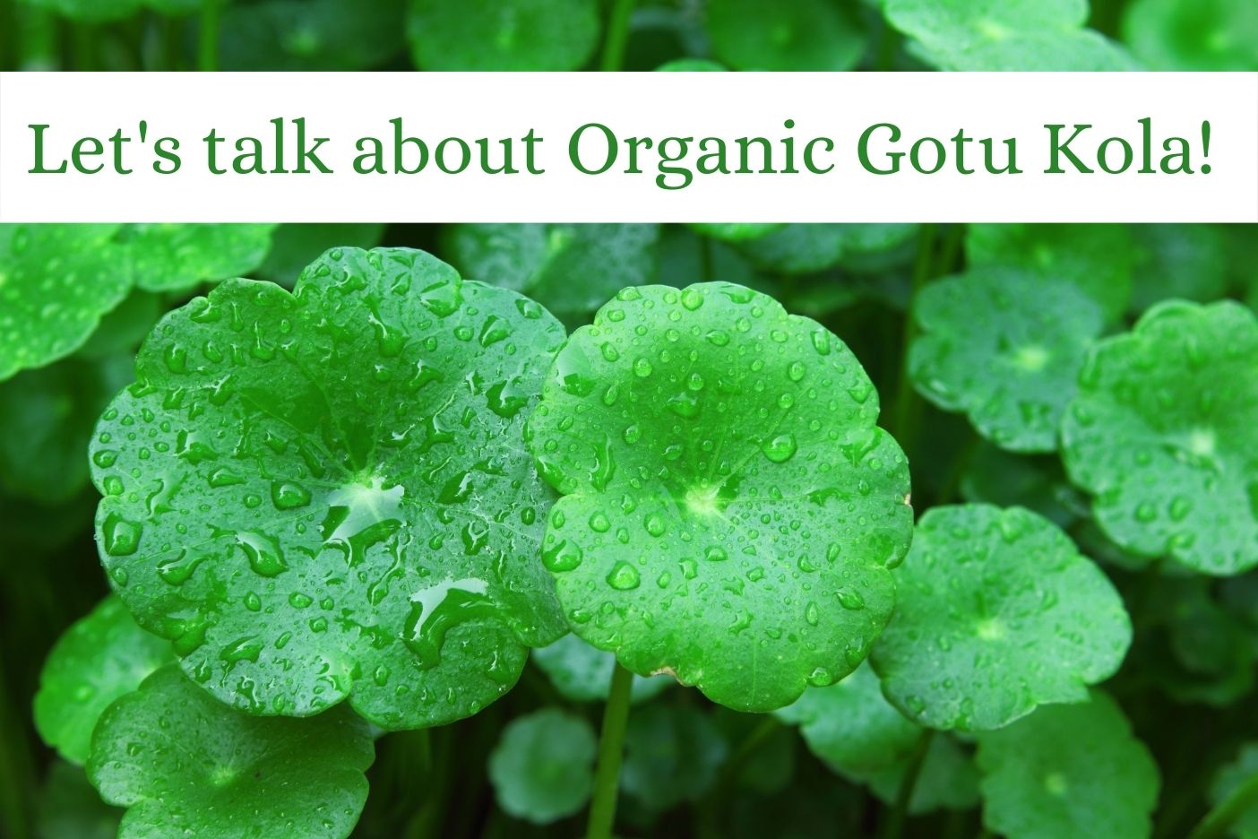 Organic Gotu Kola | Tea of the Week - Full Leaf Tea Company