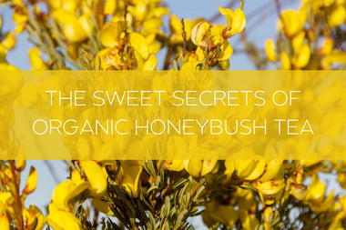 The Sweet Secrets of Organic Honeybush Tea 🍯 - Full Leaf Tea Company