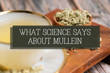 What Science Says About Mullein - Full Leaf Tea Company