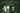 Full Leaf's Organic Sweet Matcha Vs Starbucks' Matcha Latte - Full Leaf Tea Company