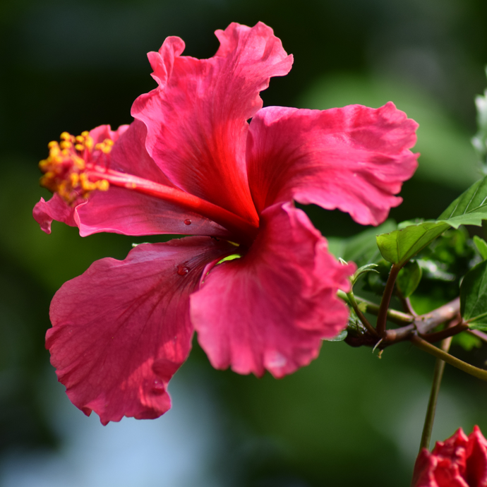 Vibrant pink hibiscus flower in full bloom with delicate petals and yellow-tipped stamens, set against a lush green background.