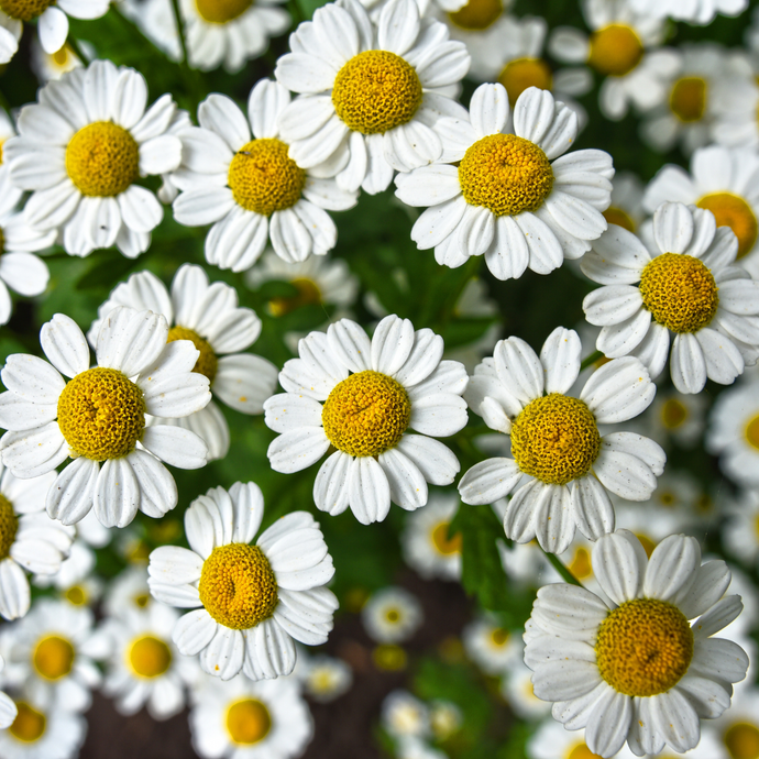 Close-up of blooming chamomile flowers with white petals and bright yellow centers, growing densely together in a lush green garden.