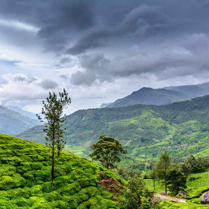 Lush green tea plantations spread across rolling hills beneath a dramatic cloudy sky.