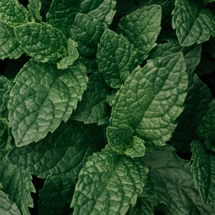Close-up of dark green peppermint leaves with textured surfaces, showing the rich color and detail of the herb used in Organic Peppermint Tea.