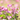 Close-up of blooming pink and purple Astragalus flowers (also known as milkvetch) growing in a sunlit field with soft green leaves and a blurred background.