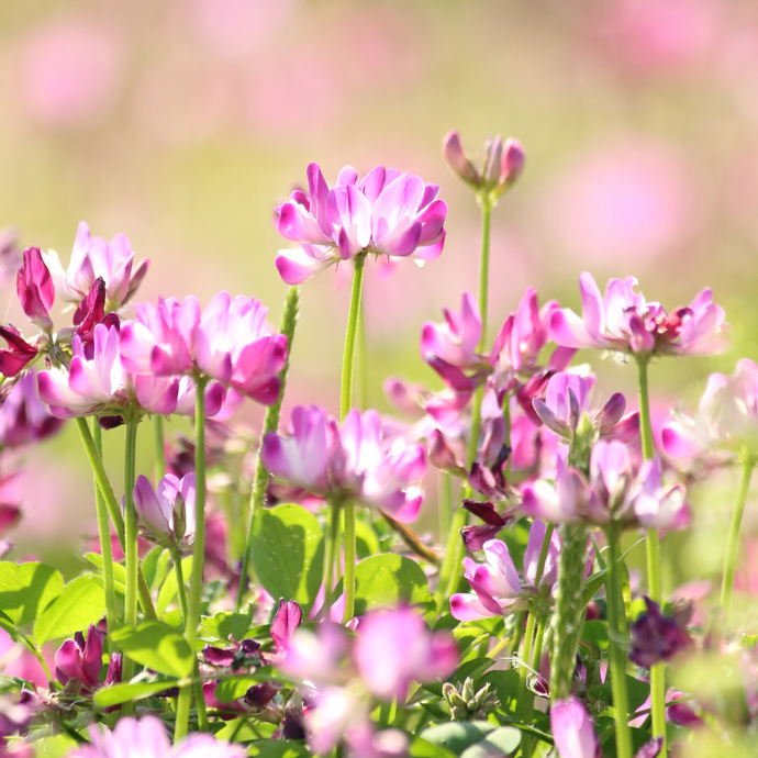Close-up of blooming pink and purple Astragalus flowers (also known as milkvetch) growing in a sunlit field with soft green leaves and a blurred background.