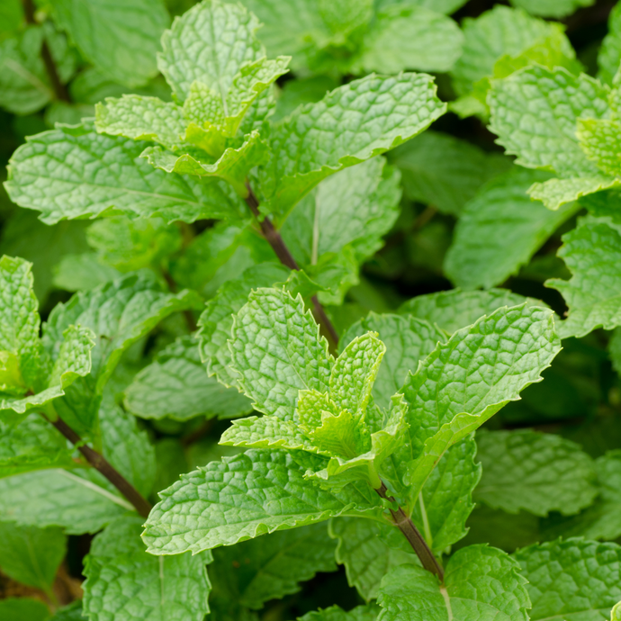 Close-up of fresh green peppermint leaves with textured surfaces.