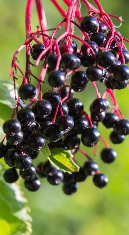 elderberry bush