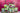 Full Leaf Tea Company teas with floral decorations on a pink background.